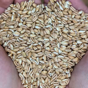 farro, whole grains, healthy eating, nutritious grains, hands holding grains, food texture, organic grains, rustic background, plant-based diet, heart shape, horizontal, photography, food, close-up, ingredient, one person, healthy eating, organic, heap, raw food, agriculture, nature, part of