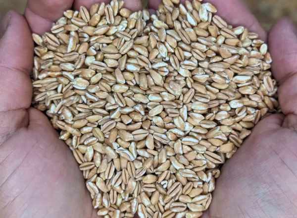 farro, whole grains, healthy eating, nutritious grains, hands holding grains, food texture, organic grains, rustic background, plant-based diet, heart shape, horizontal, photography, food, close-up, ingredient, one person, healthy eating, organic, heap, raw food, agriculture, nature, part of